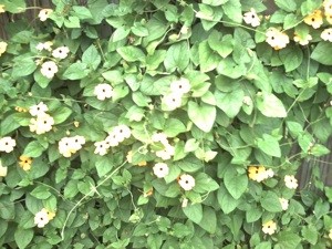 Collecting Seeds from a Thunbergia (Black-Eyed Susan)